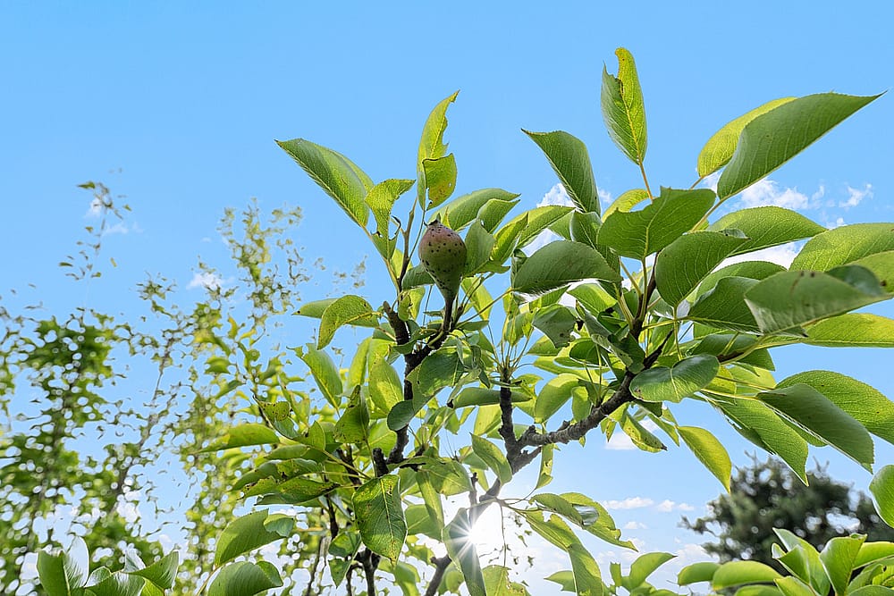 12 Longwood Drive Nantucket MA