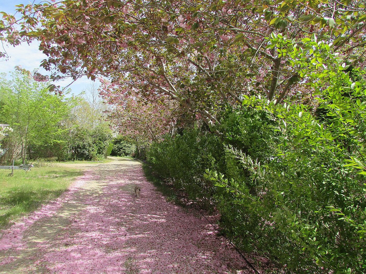 64 Miacomet Avenue Nantucket MA
