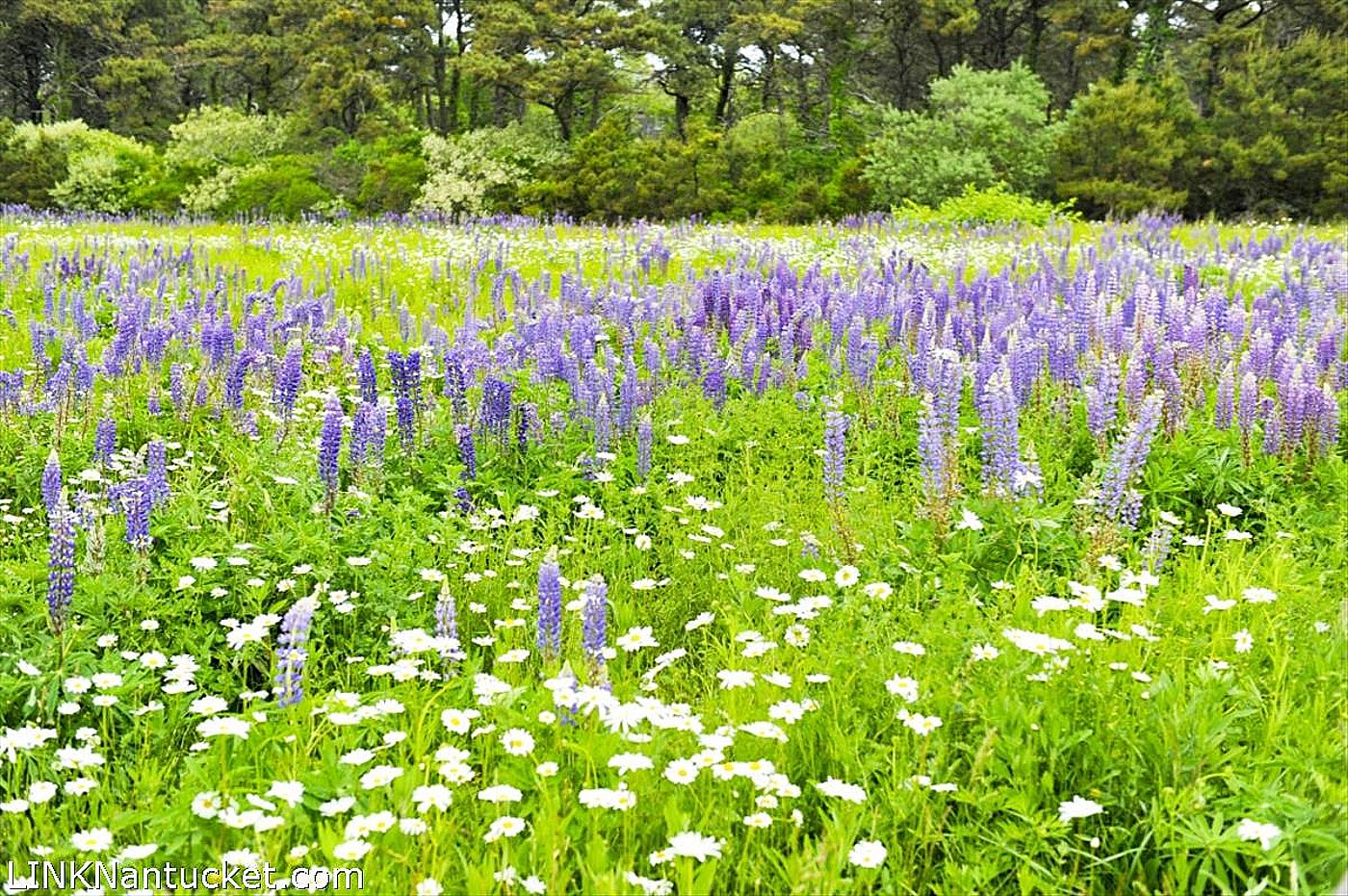 16 Nanahumacke Lane Nantucket MA