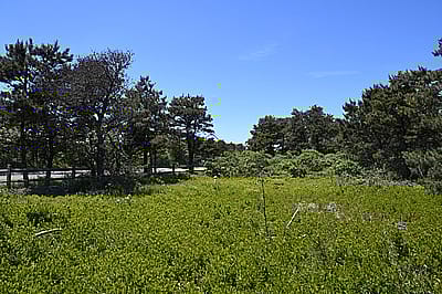 22 Boulevarde