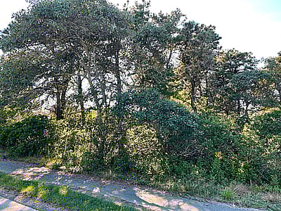 6 Forrest Avenue