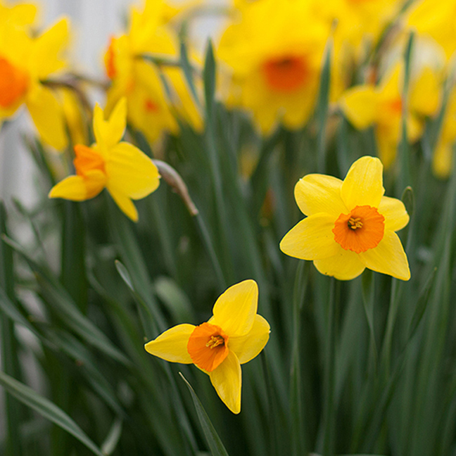 Nantucket Daffodil Vacation Rentals